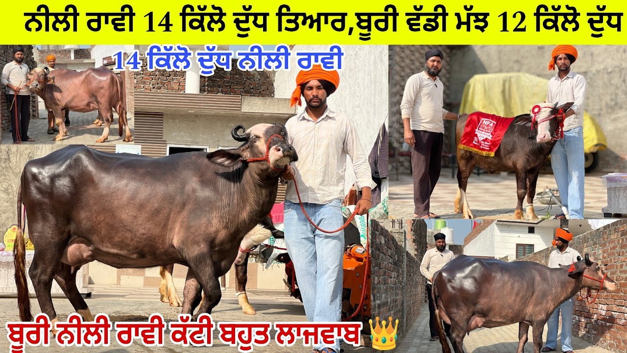 ਭਿੰਦੇ ਪੂਨੀਆਂ ਕੋਲ 2 ਮੱਝਾਂ ਨੀਲੀ ਰਾਵੀ 14 ਕਿੱਲੋ ਦੁੱਧ ਤਿਆਰ ਟੇਡਾ ਚੀਰ/ ਨੀਲੀ ਰਾਵੀ ਕੱਟੀ/ ਪੱਟੀ 