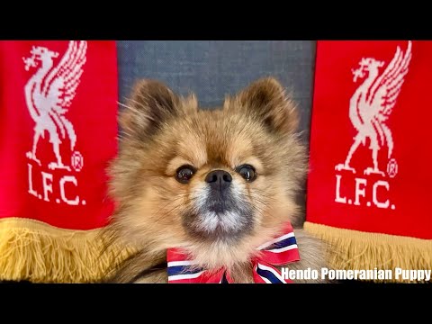 Funny Hendo Pomeranian playing and unboxing gifts