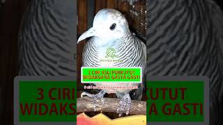 Download Lagu 3 Ciri Asli Perkutut Widaksana Gasta Gasti #shorts #perkututwgg #perkututwidahsanagastagasti #burung MP3