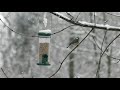 Ocells sobrevivint a la nevada