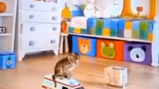 Download Lagu kucing naik mobil ambulans 🚑 MP3