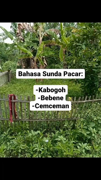 Bahasa Sunda Pacar #short #shorts #storywa #storywasunda