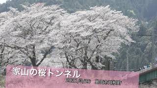 家山の桜トンネル 島田市川根町 Youtube