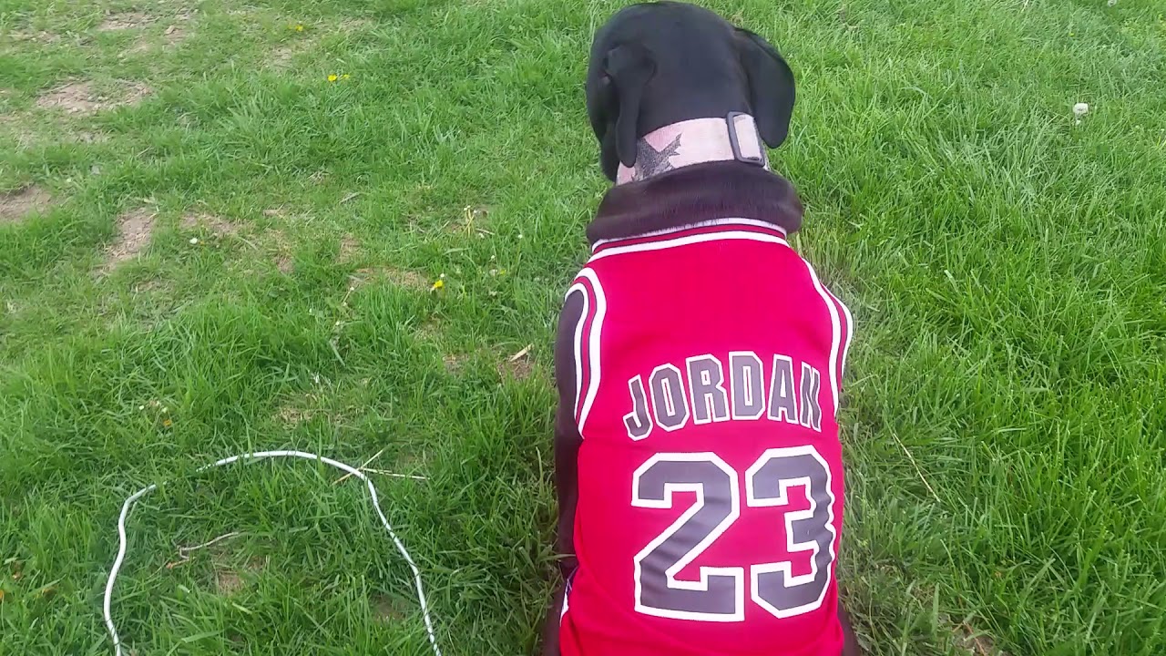 michael jordan dog jersey