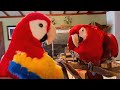 Funny Birds Compilation: Try Not to Laugh! 🤣