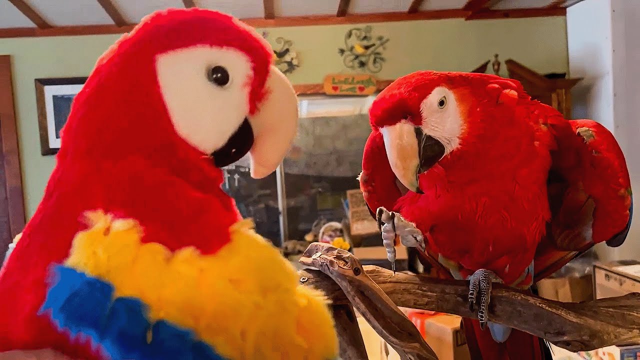 Try Not To Laugh: Ultimate Funny Birds Compilation! 🤣