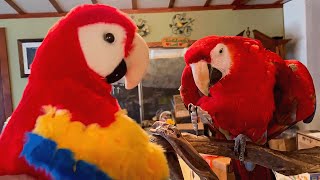 Try Not To Laugh Ultimate Funny Birds Compilation