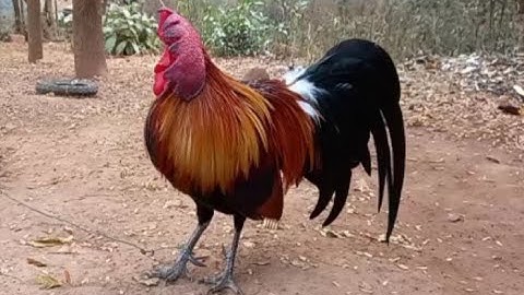 qaib dib ib loj tuaj zoo heev