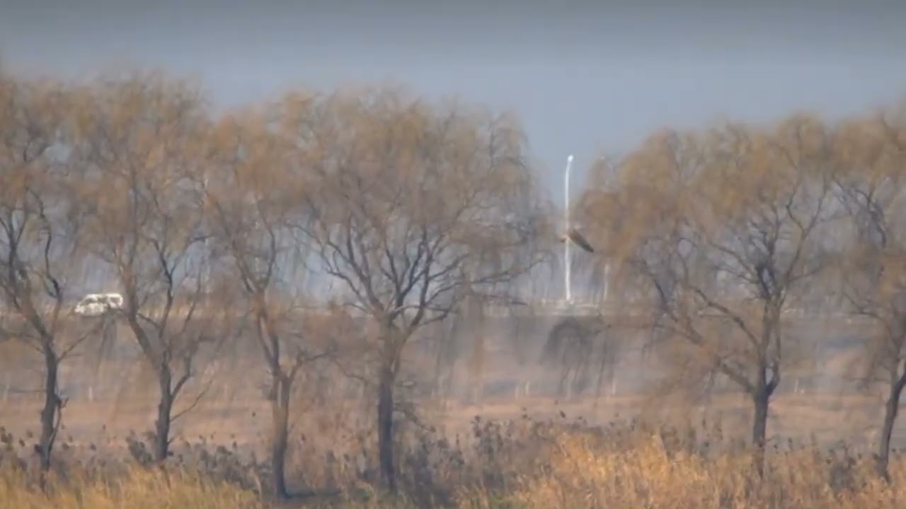 Top Most Beautiful Birds in the World | Nature Wildlife Video