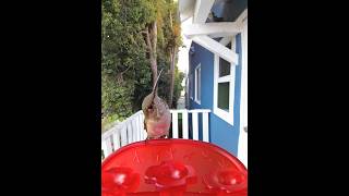 Download Lagu Een paar kolibrie-ninja-krijgers 🧚‍♂️🥷 #vogels #kolibrie #vogelgeluiden #natuur #dier MP3