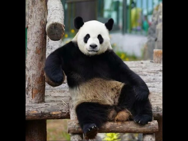 Panda Jin Hu Funny Moments #panda #jinhu #fypシ #dalian #funny