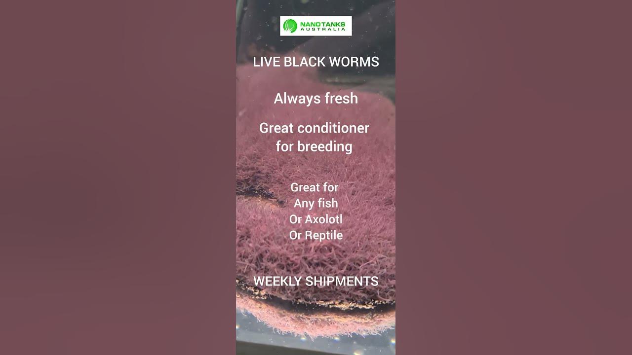 live Blackworms available in store YouTube