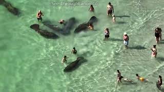 Manatees Mating at the Beach in Florida as a Group of People Harass Them