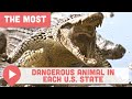 The Most Dangerous Animal in Each U.S. State