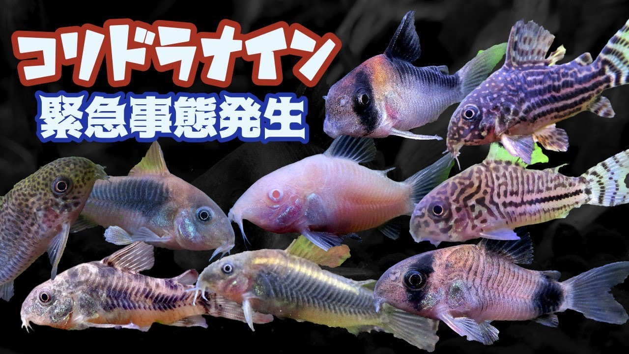 熱帯魚飼育 アクアリウム ヒゲ無しコリドラスを購入 一週間でヒゲがはえた 育毛剤不使用 要注意 コリドラスが寄生虫ギロダクチルスにやられる 水草増えすぎ水槽 Youtube