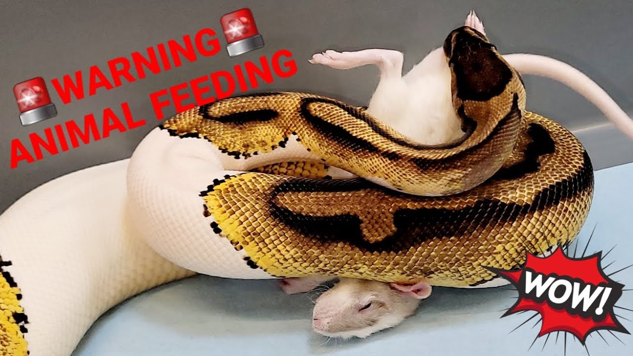 Ball Python Feeding on a Rat - YouTube