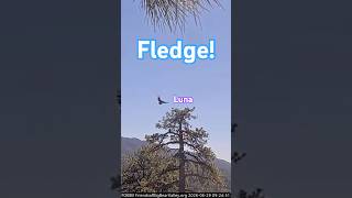 FLEDGE! Luna takes his first flight - Big Bear Eagle Cam