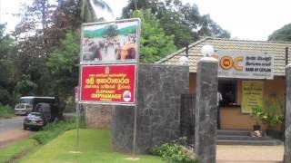 Pinnawala Elephant Orphanage - Sri Lanka