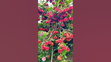 VẢI THIỀU LỤC NGẠN BẮC GIANG HAY VẢI NHÂN TẠO ?