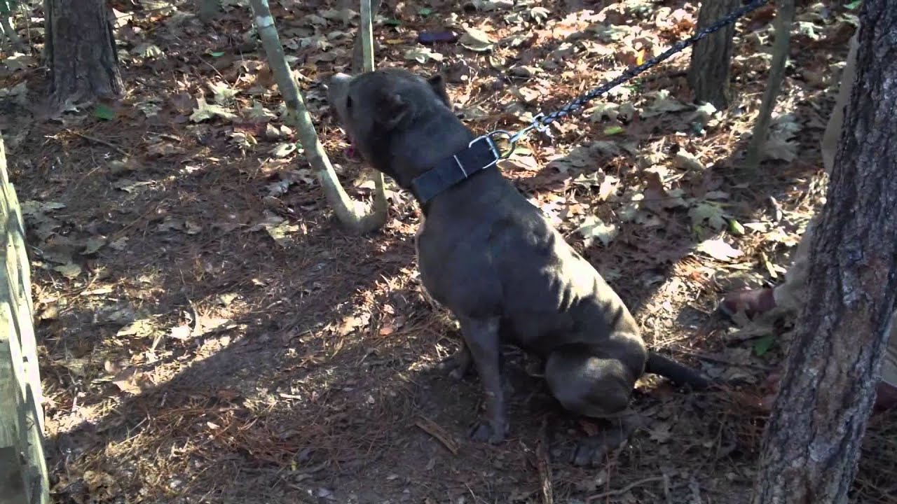 DIESEL OF MANMADE KENNELS YouTube