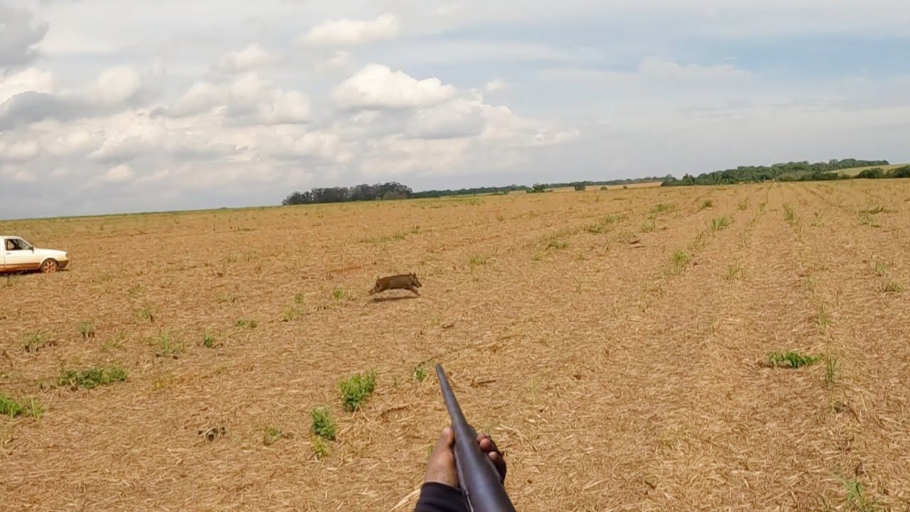 (caçada de javali) 5 javali abatido.açáo o tempo inteiro