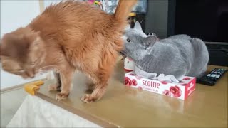 久々にティッシュ潰す瞬間を撮影できた！あとケツ嗅いだり。