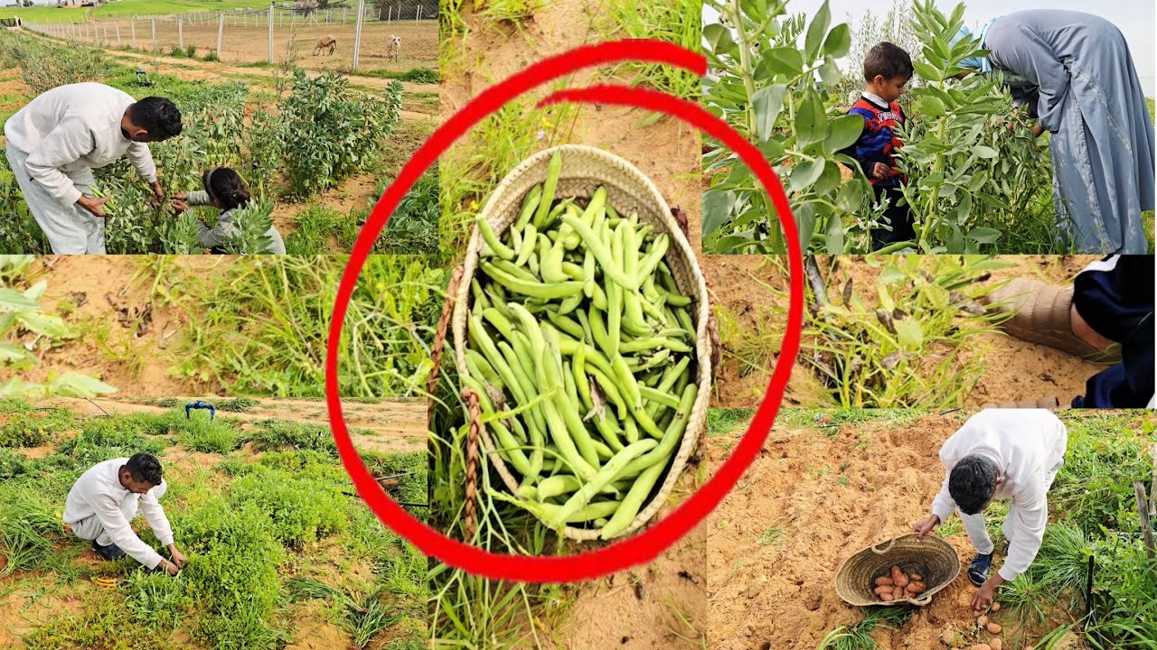 تبارك الله الخير فاض علينا هادي هي حصيلة جني محصول المزرعة السعيدة 