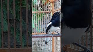 pancingan Kacer #kicaumania #kacerfighter #mangkicauoffecial #kicaumanianusantara #birds