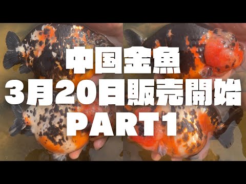 中国金魚3月20日販売開始 - YouTube