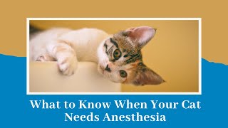 What To Know When Your Cat Needs Anesthesia