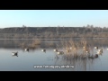 Охота на утку и гуся на реке весной 2014