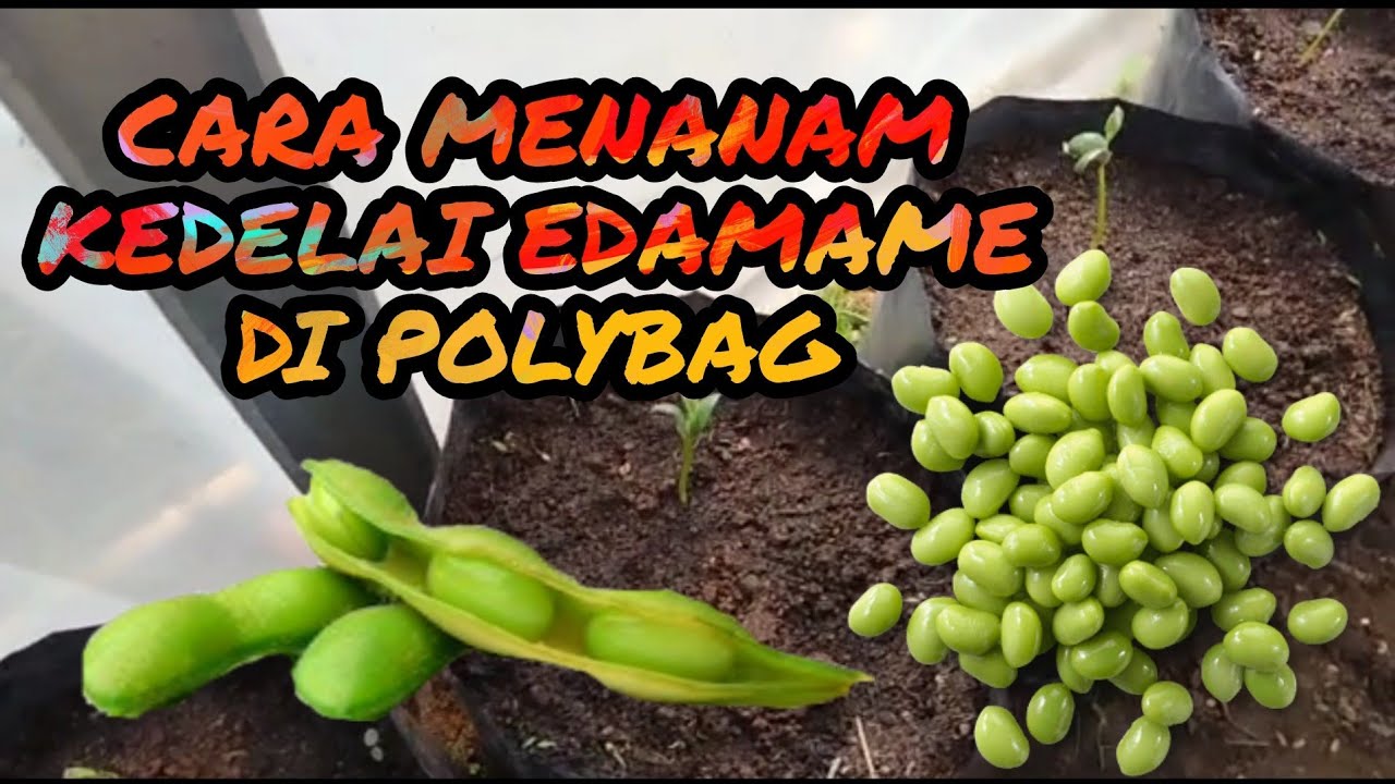CARA MENANAM KEDELAI EDAMAME DI POLYBAG #kedelai jepang 