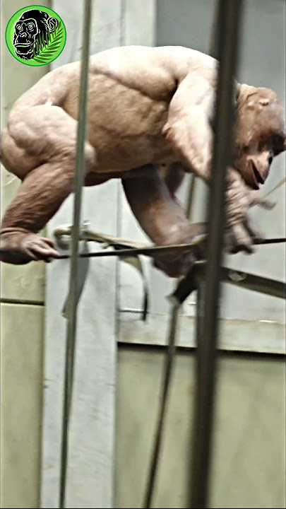 Bald Chimp With Huge Muscles #shorts