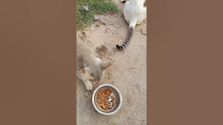 Watch the video about Hungry cat 🐈😺#hungrycat #funny #catvideos #catlover #like #trend #shortsvideo #feedshorts #feed