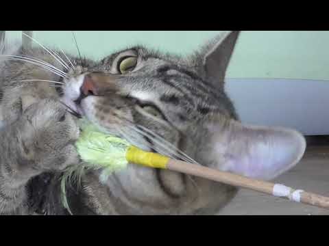 Video: Probiotické Doplnky Pre Zdravie Vašej Mačky