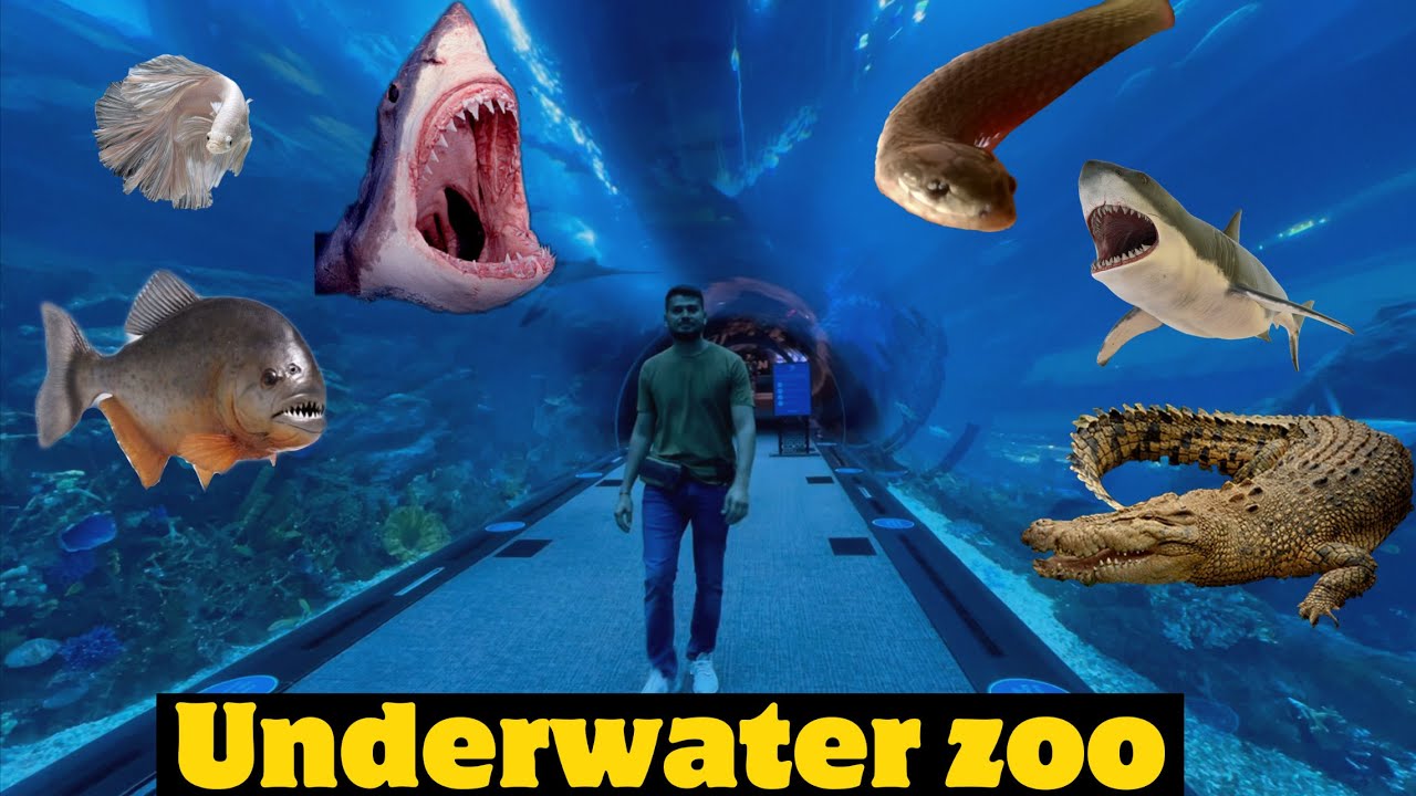 Dubai Aquarium and Underwater Zoo | hindi vlog | solo travel in dubai