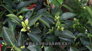 茶花催花，除了补开花肥外，还要牢记4个字