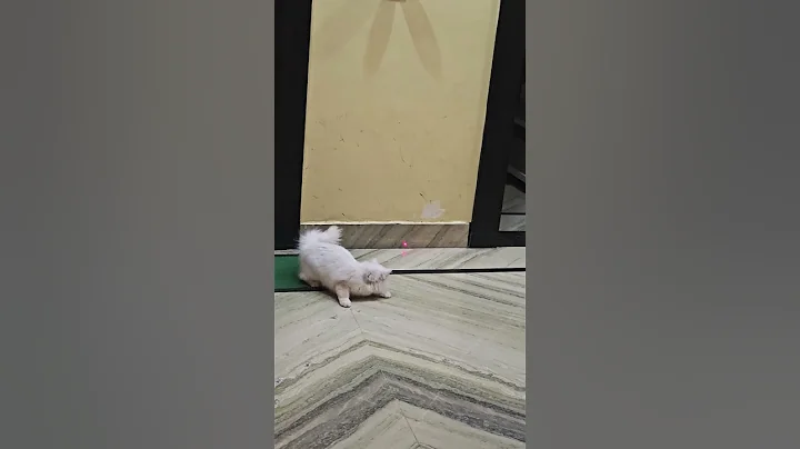 Watch the video about Cute kittu😘😘😘#shortsfeed #cat #petshub #shortvideos #viralvideos #catshorts #shorts #viral #funny