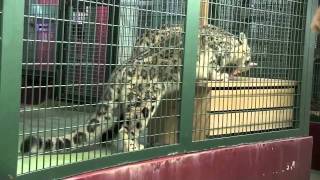 ユキヒョウ シジムの鳴き声~Snow Leopard cried,eating meat