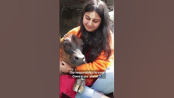 Eid occasion cows sacrifice their life in this planet