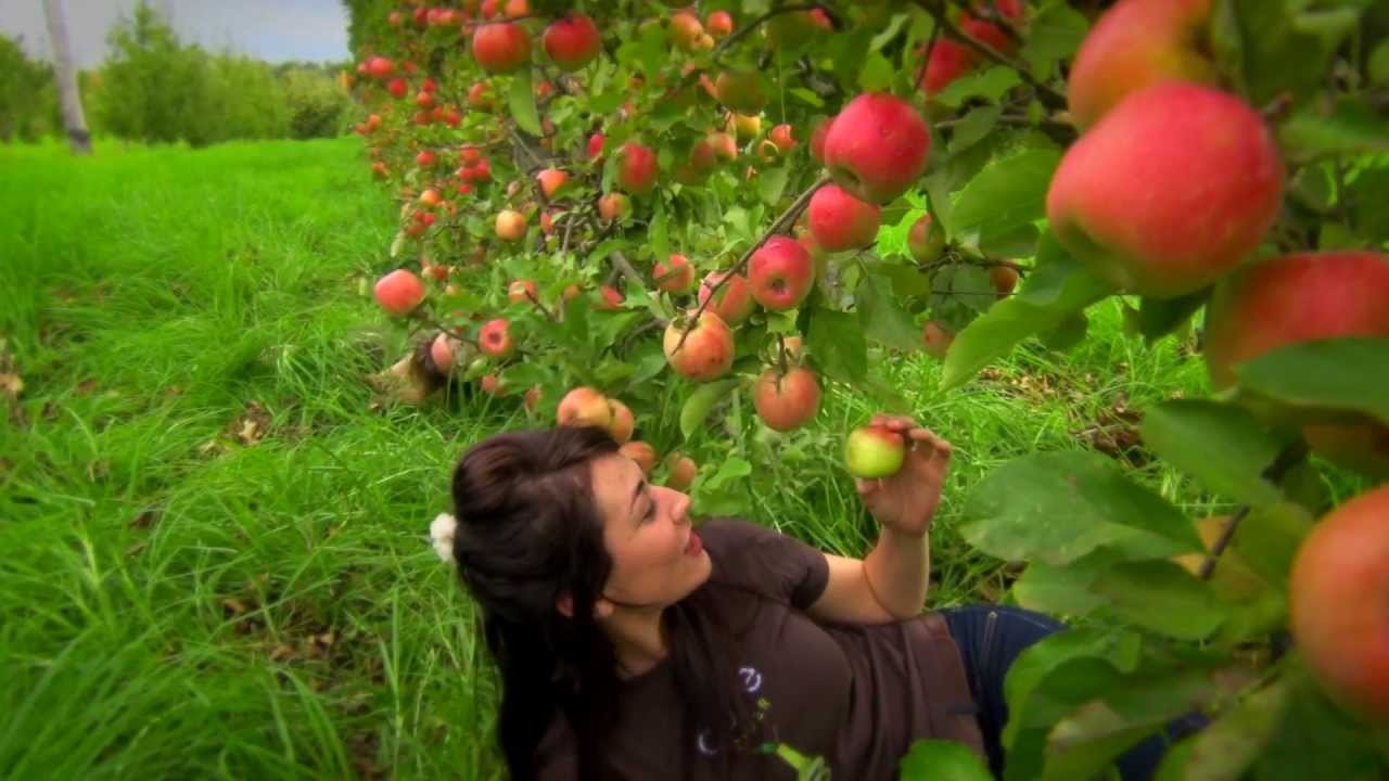 CORE Me Maybe parody - CORE Cider House