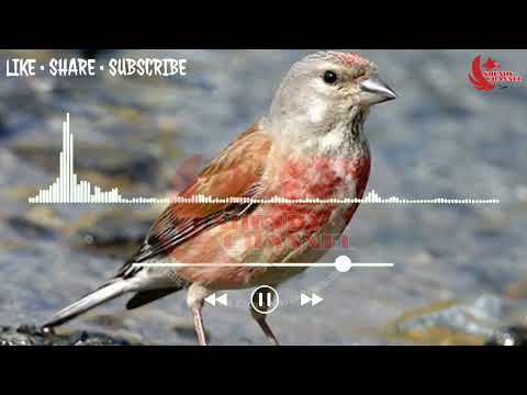 suara burung linnet vs gereja tarung