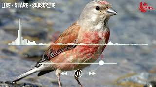 Download Lagu Masteran unik burung linet paling dicari cari #kicau #burung #kicaumania #masteran MP3