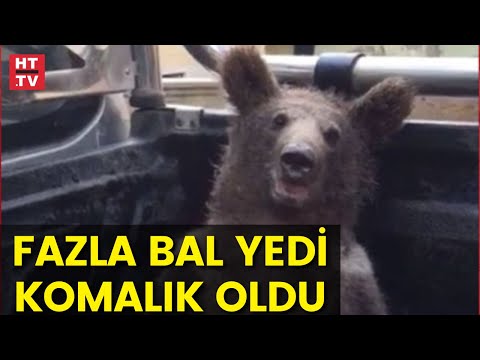 Fazla bal yiyen ayı işte böyle kendinden geçti!