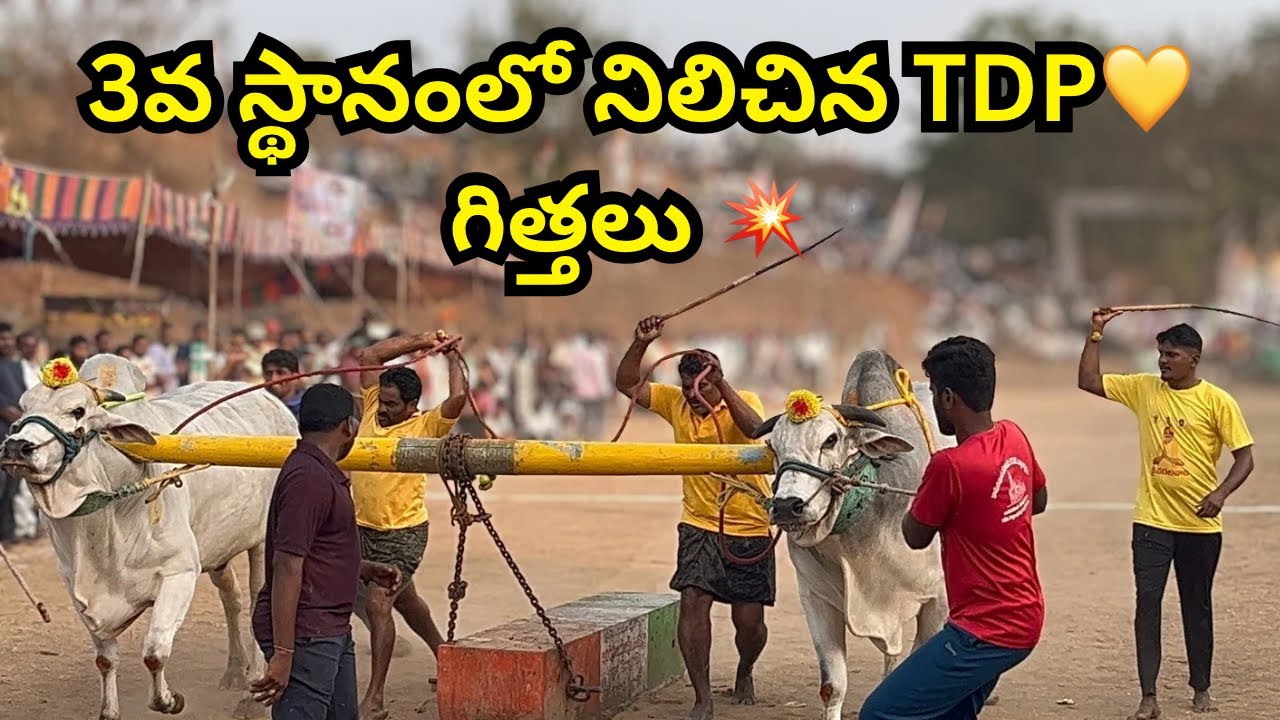 3rd place winners in bethavolu yedla pandhelu | Yedla pandhelu 2026 #mellachervu 