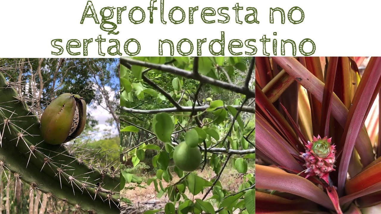 Agrofloresta no sertão nordestino #agroforestry #agrofloresta