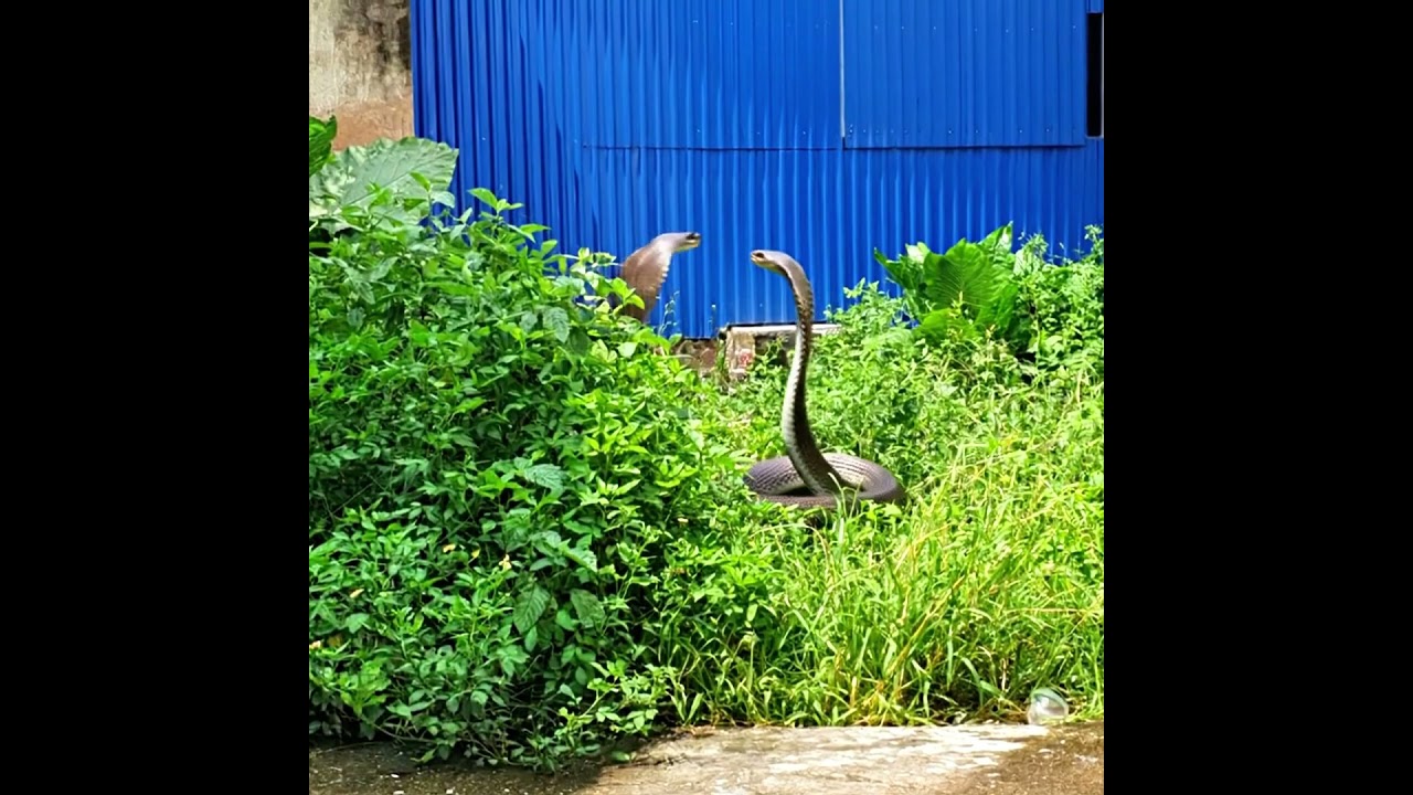 King Cobras Mating Ritual 