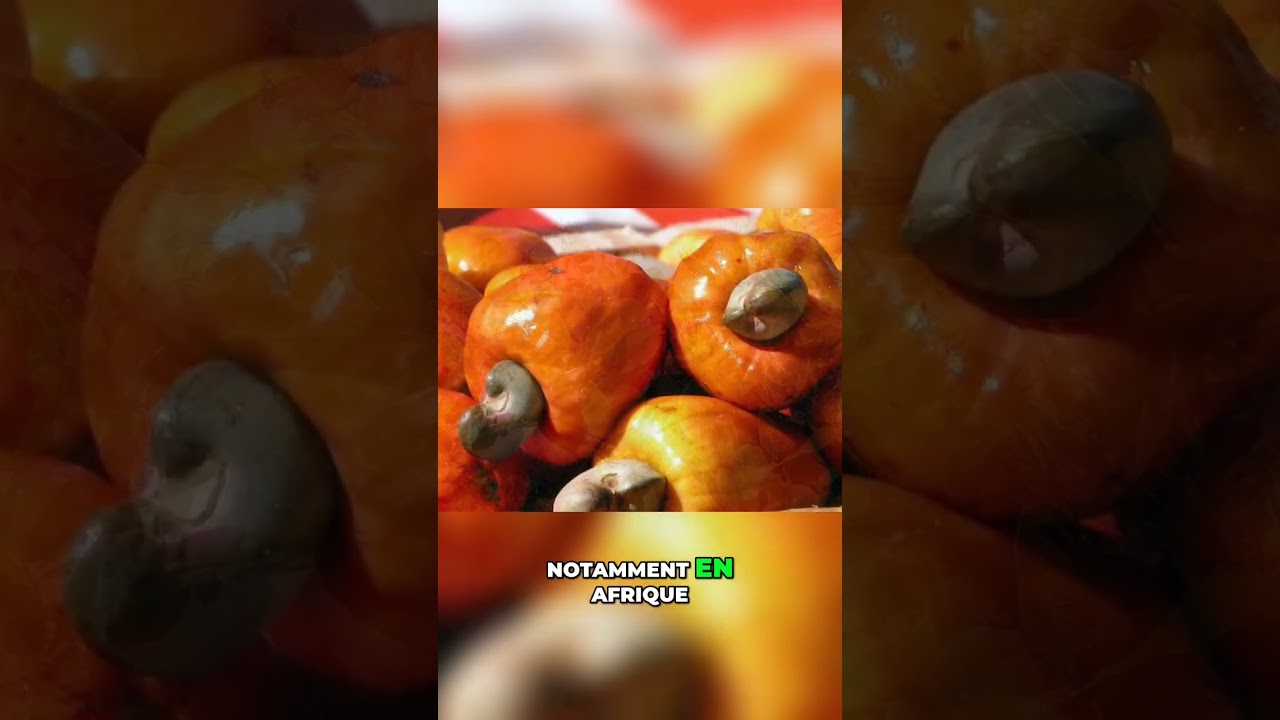 La culture d'anacardier : cultiver des noix de cajou chez soi