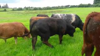 Limousin Bull Weanlings born Autumn 2015