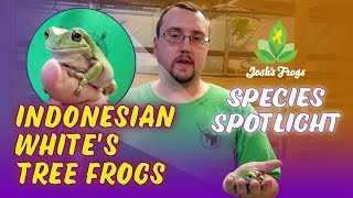 Indonesian White's Tree Frogs - Species Spotlight with Zach